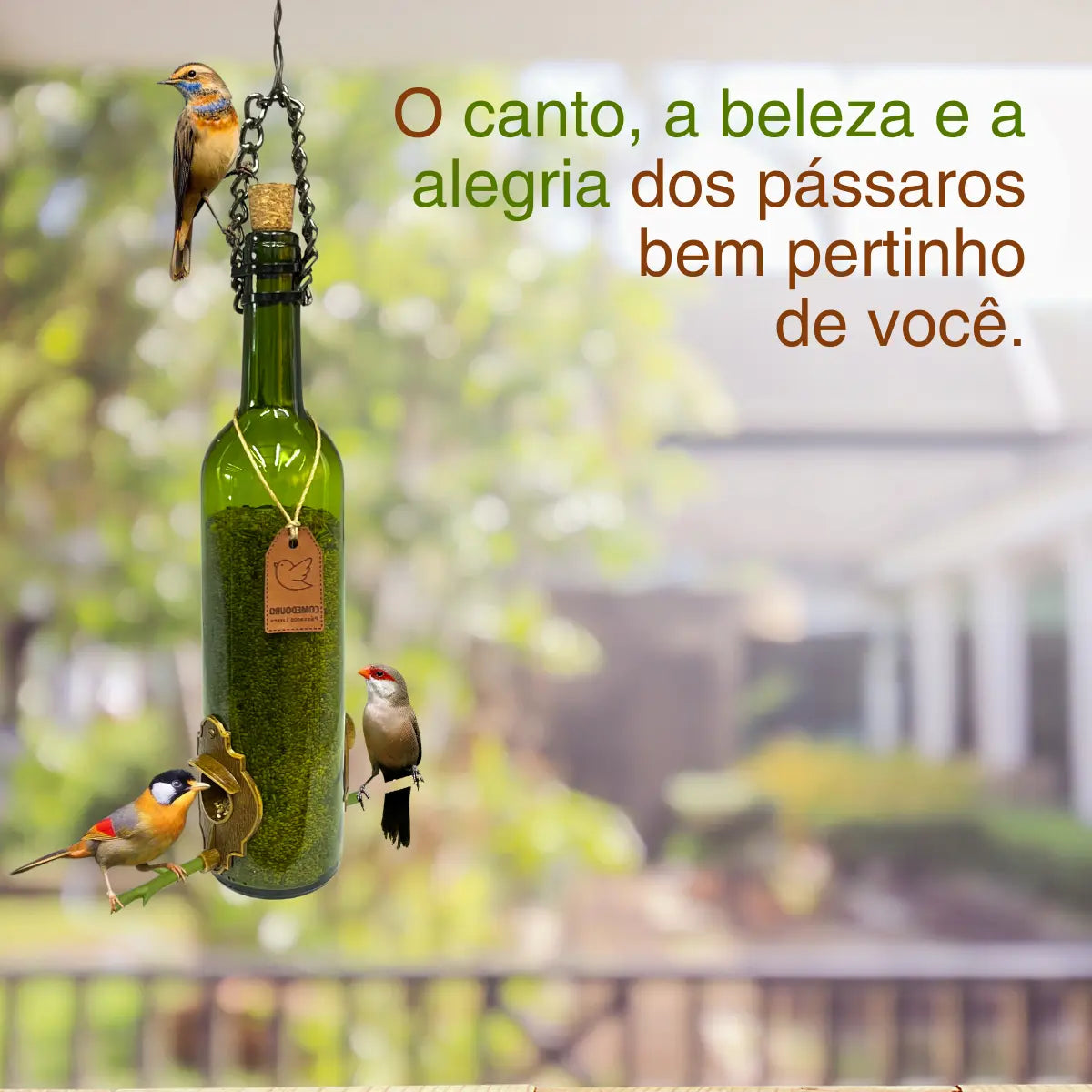 Comedouro Pássaros Livres. Vinho Verde